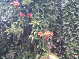 hava &raquo; Phaedranthus