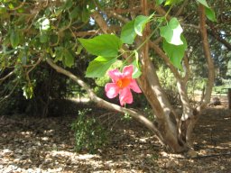 phaedranthus-buccinatorius-oct-2013