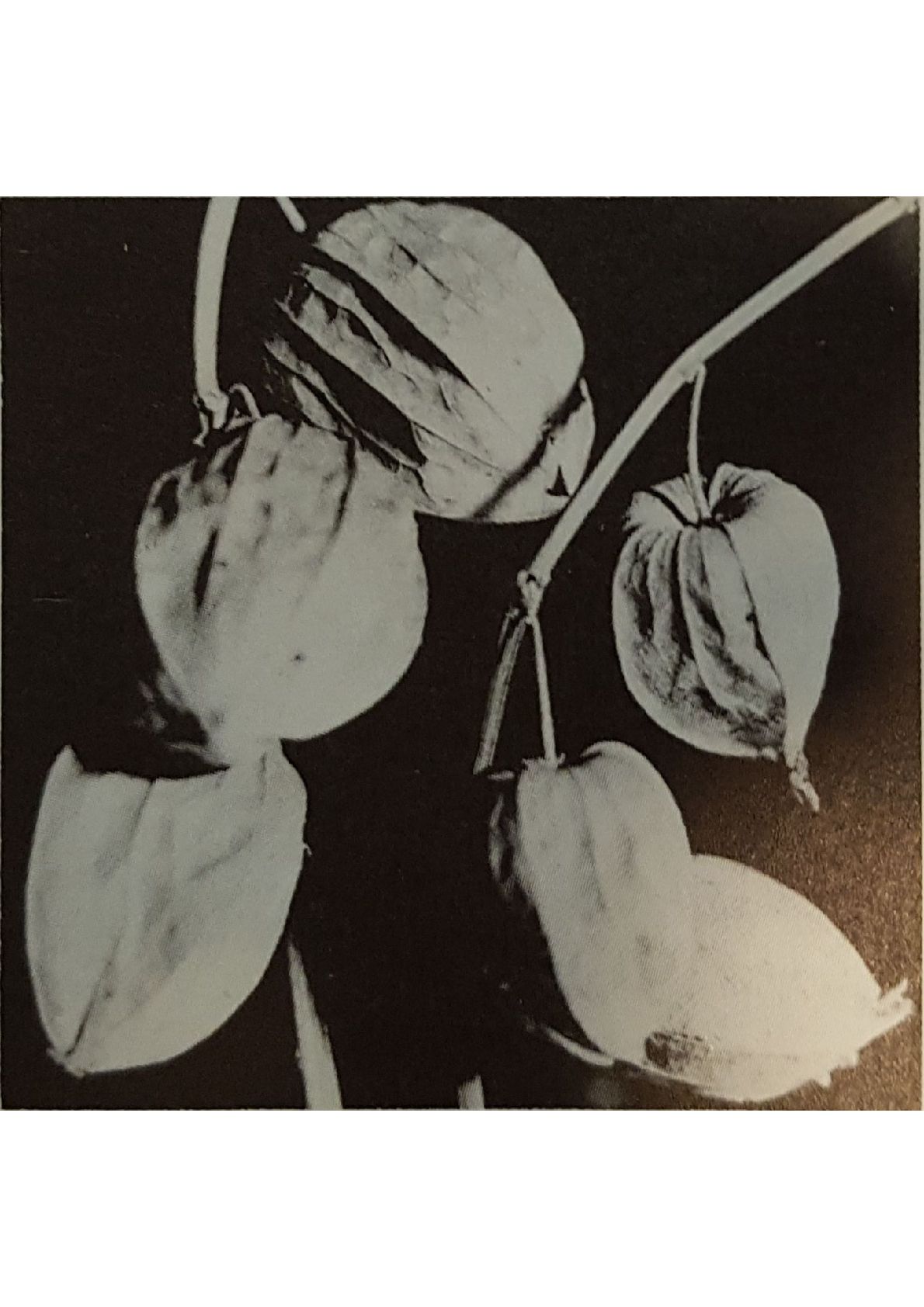 Physalis