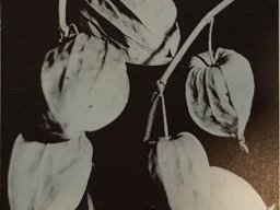 hava &raquo; Physalis