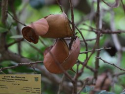 Pittosporum-Rhombifolium-12-2017