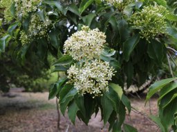 Pittosporum_tobira