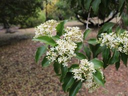 Pittosporum_tobira1