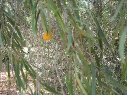 hava &raquo; Pittosporum