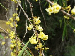 pittosporum-phylliraeoides20160326