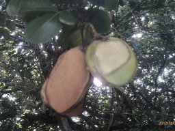 pittosporum-rhombifolium---11-2012-a