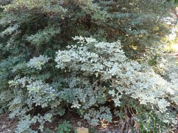 pittosporum-tobira-nov17-2