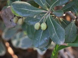 pittosporum-tobira-nov17