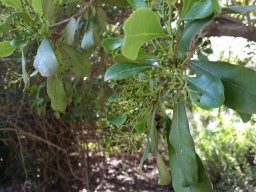 pittosporum-viridiflorum-feb-2015