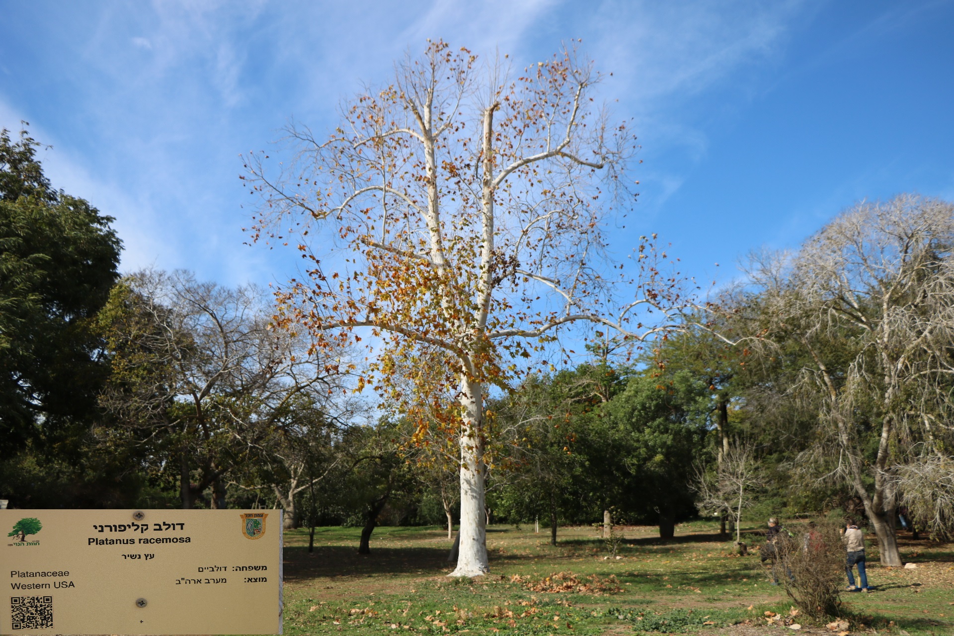 Platanus