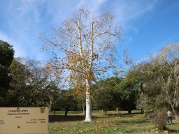 Platanus-racemosa-12-2017