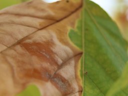 Platanus_racemosa