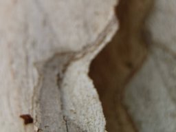 Platanus_racemosa_A