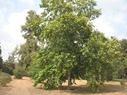 hava &raquo; Platanus