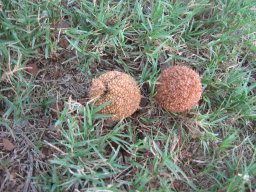 platanus-racemosa-09-2013