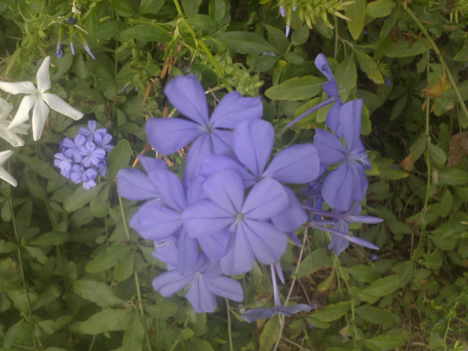 Plumbago
