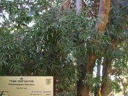 Podocarpus-falcatus-2017