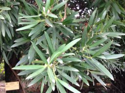 hava &raquo; Podocarpus