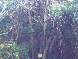 podocarpus-falcatus-----12-2014