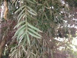 podocarpus-falcatus--11-2014
