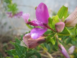 hava &raquo; Polygala
