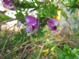 polygala-myrtifolia-01-2014a