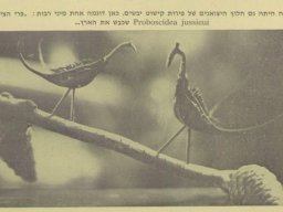 hava &raquo; Proboscidea