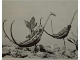 proboscidea