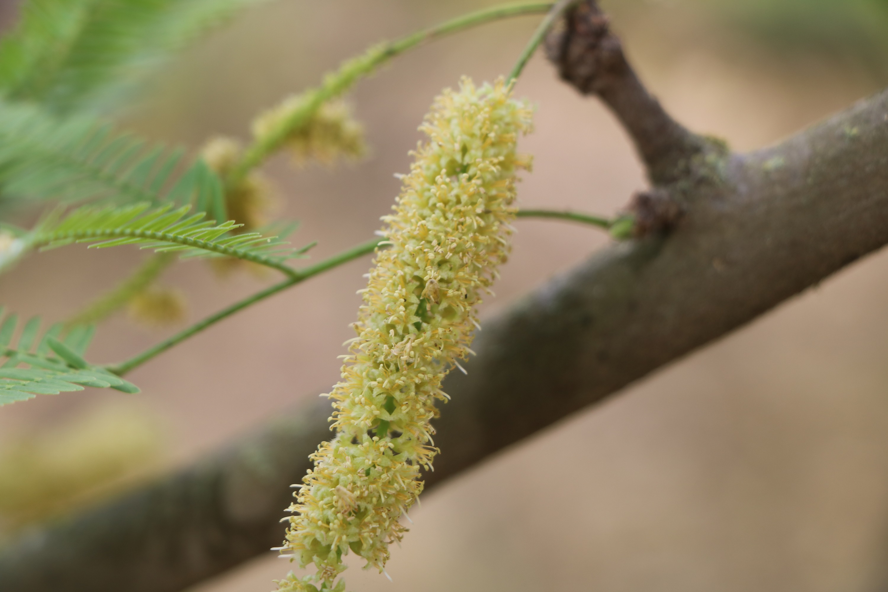 Prosopis