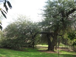 hava &raquo; Prosopis