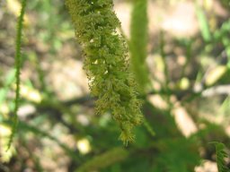 prosopis-alba-10-05-2014