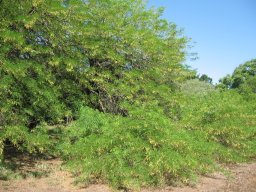prosopis-alba-10-05-2014b
