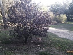 prunus-cerasifera-11-2012
