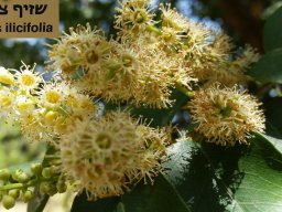 prunus-ilicifolia-04-2016