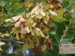 Pterogyne_nitens_2019