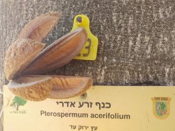 Pterospermum_acerifolium_2017