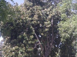 hava &raquo; Pterospermum