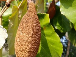 pterospermum-acerifolium-01-2017