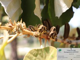 pterospermum-acerifolium-04-2018