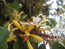 pterospermum-acerifolium-10-05-2014