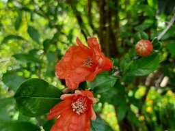 punica_granatum