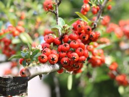 Pyracantha-angustifolia-12-2017