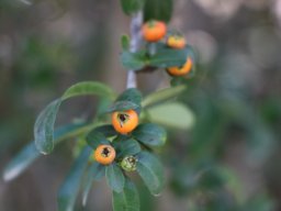 hava &raquo; Pyracantha
