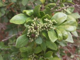 pyracantha-angustifolia-090814
