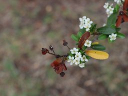 pyracantha_angustifolia