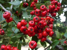 pyracantha_coccinea