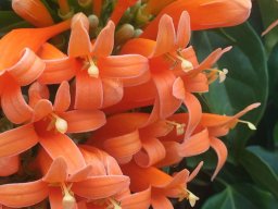 Pyrostegia_venusta_12_19