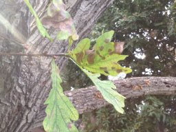 hava &raquo; Quercus