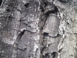 quercus-suber--11-2012a