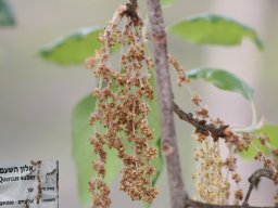 quercus-suber-042018